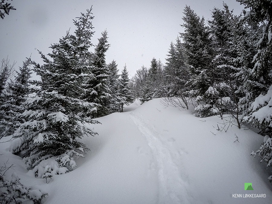 Trailløb Steiroheia i sneen